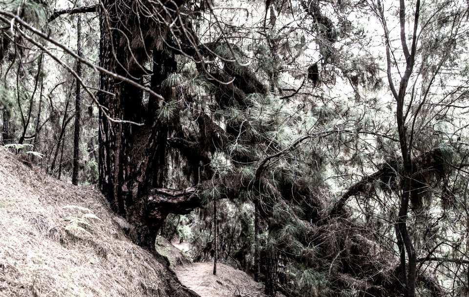 Forest, Trees