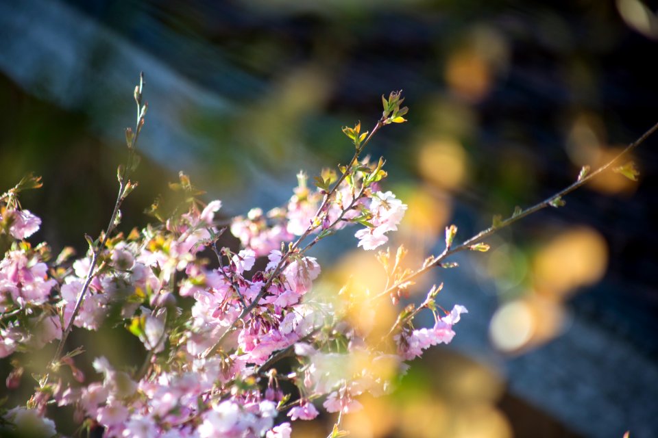Die en am ammersee, Germany, Cherry blossoms