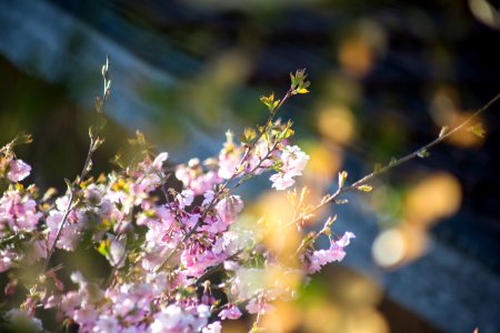 Die en am ammersee, Germany, Cherry blossoms
