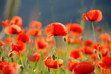 Poppy flower flowers red