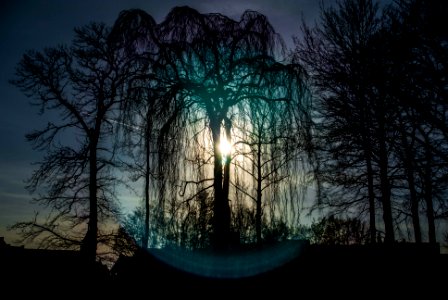 Sunflares, Sun, Trees