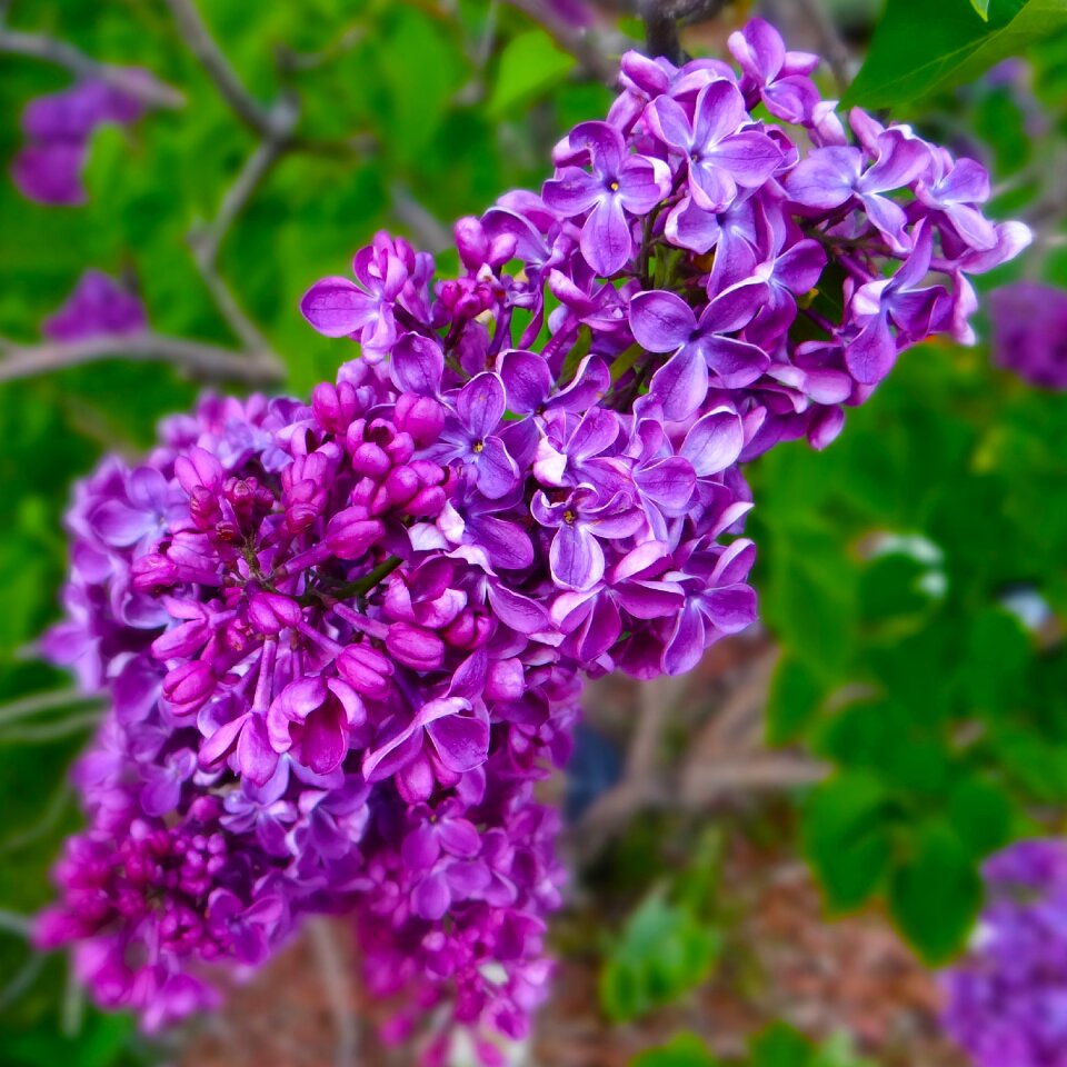 Springtime blossom garden photo