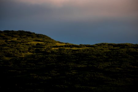 green grass field