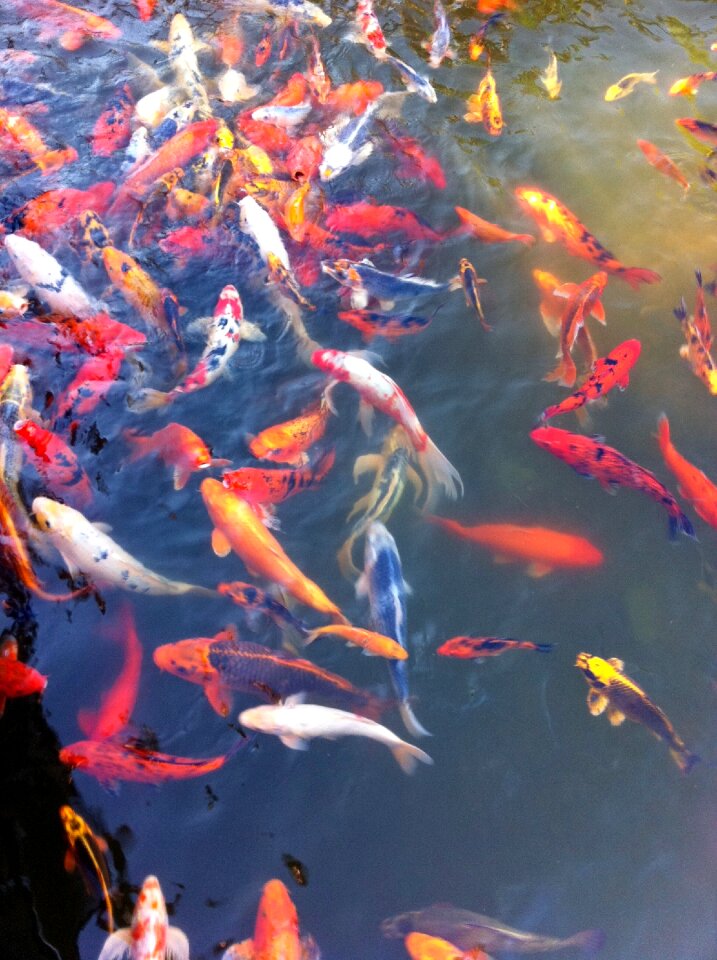 Orange pond water