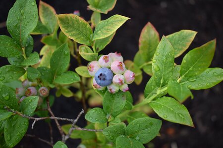 Blueberry nature berry