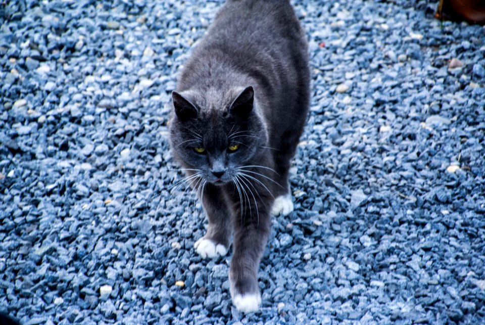 Eyes, Cat