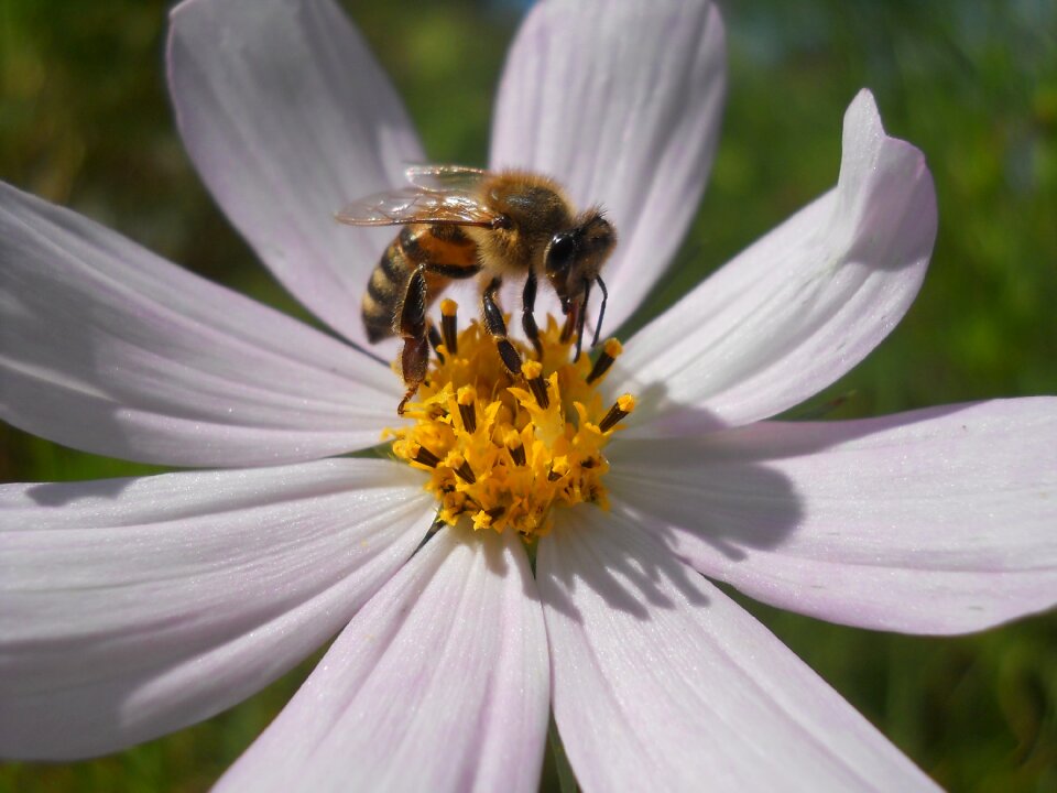 Flower flowers bee