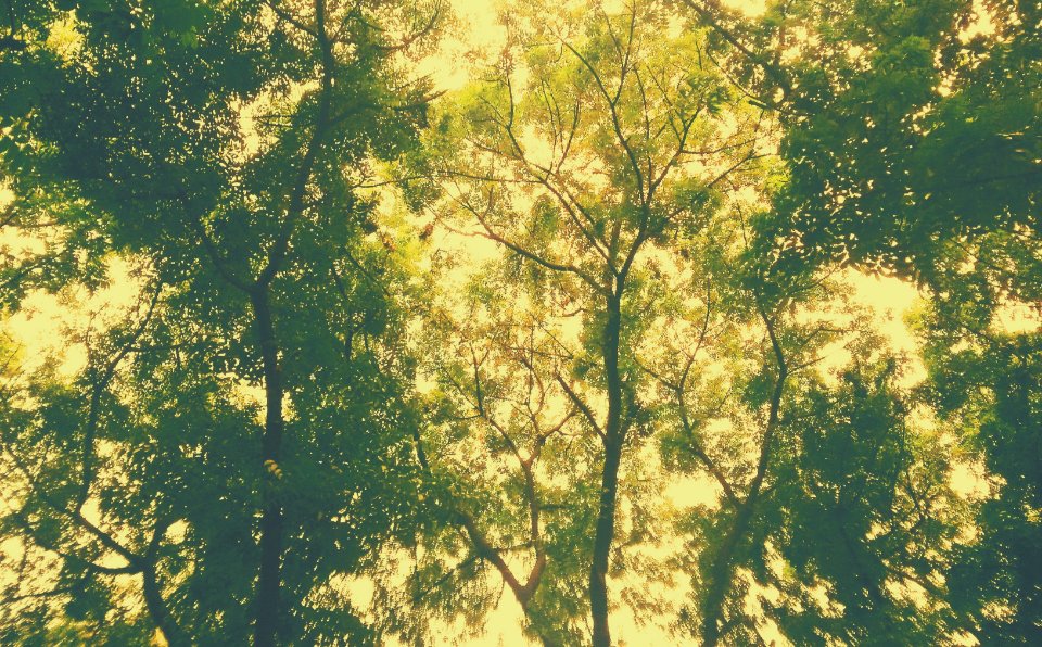 Dhaka, Bangladesh, Nature
