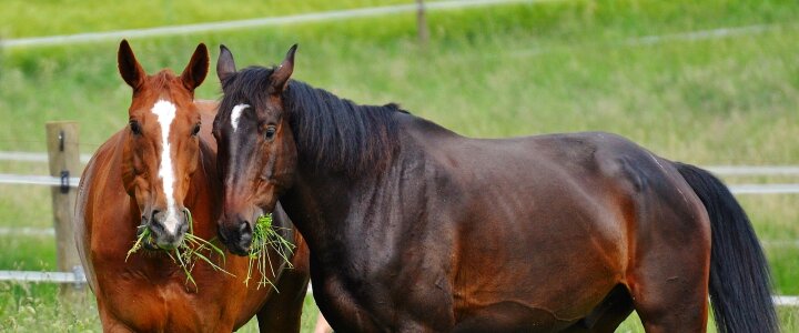 Stallion eat paddock
