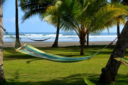 Costa rica, Esterillos beach, Palm trees