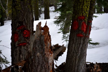 Tahoe city, United states, Faces photo