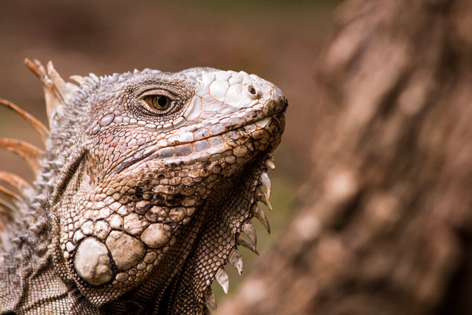 Reptile lizard green photo