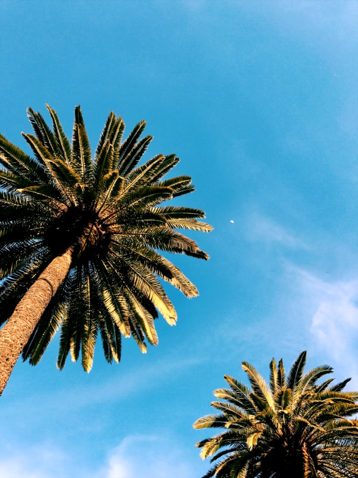 twp palm trees under blue sky at daytime