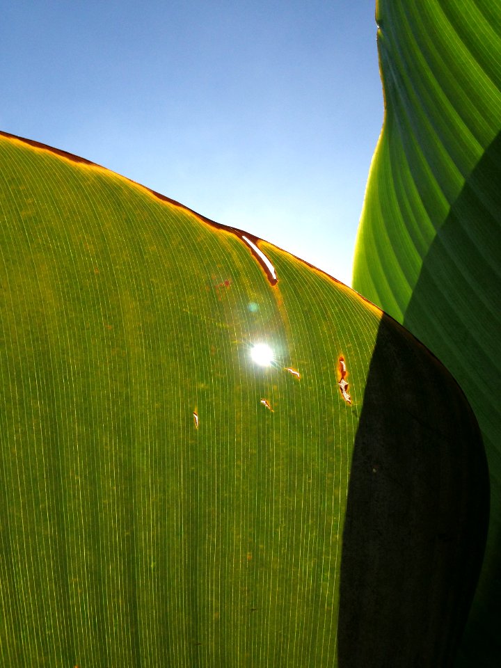 Cisarua, Pagi, Daun