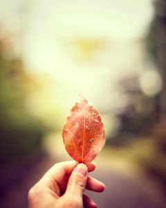 tilt shift lens photo of person holding dried leaf