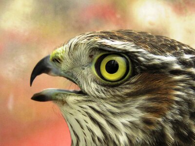 Plumage bill portrait