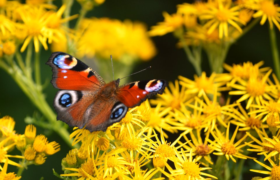 Malton, United kingdom, Flowers