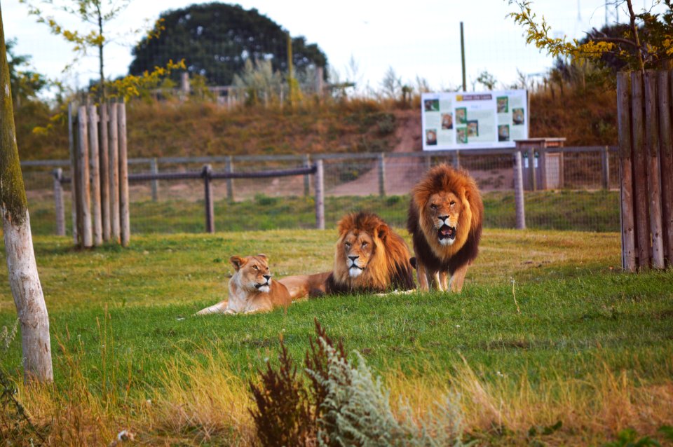 Yorkshire wildlife park, Doncaster, Branton
