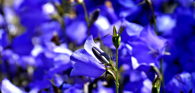 Nature blossom bloom