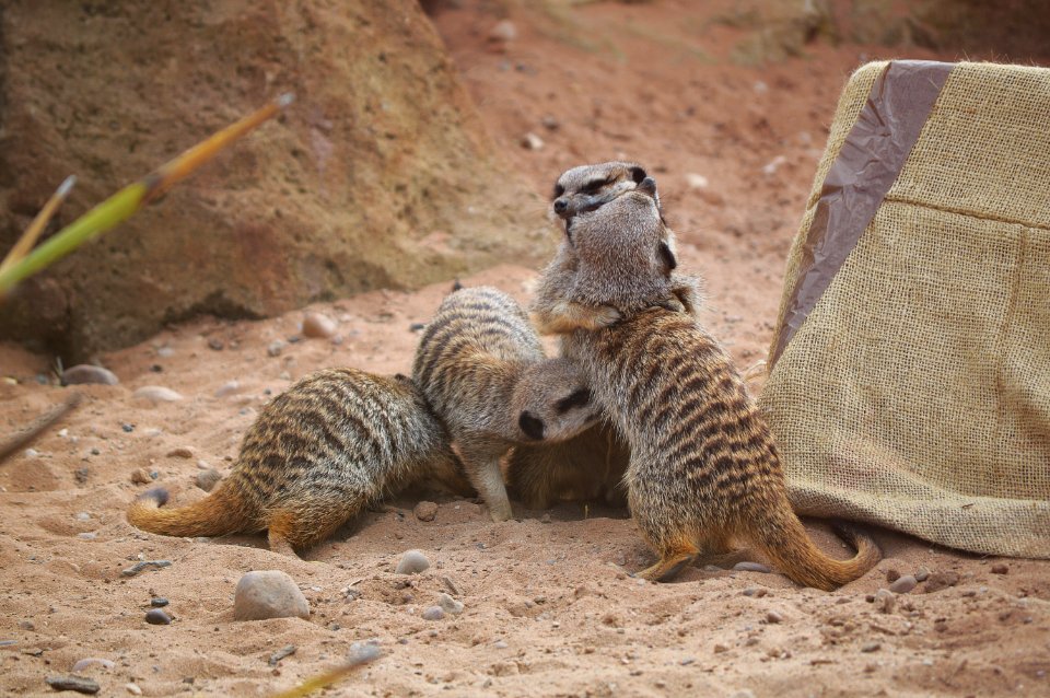 Yorkshire wildlife park, Doncaster, Branton