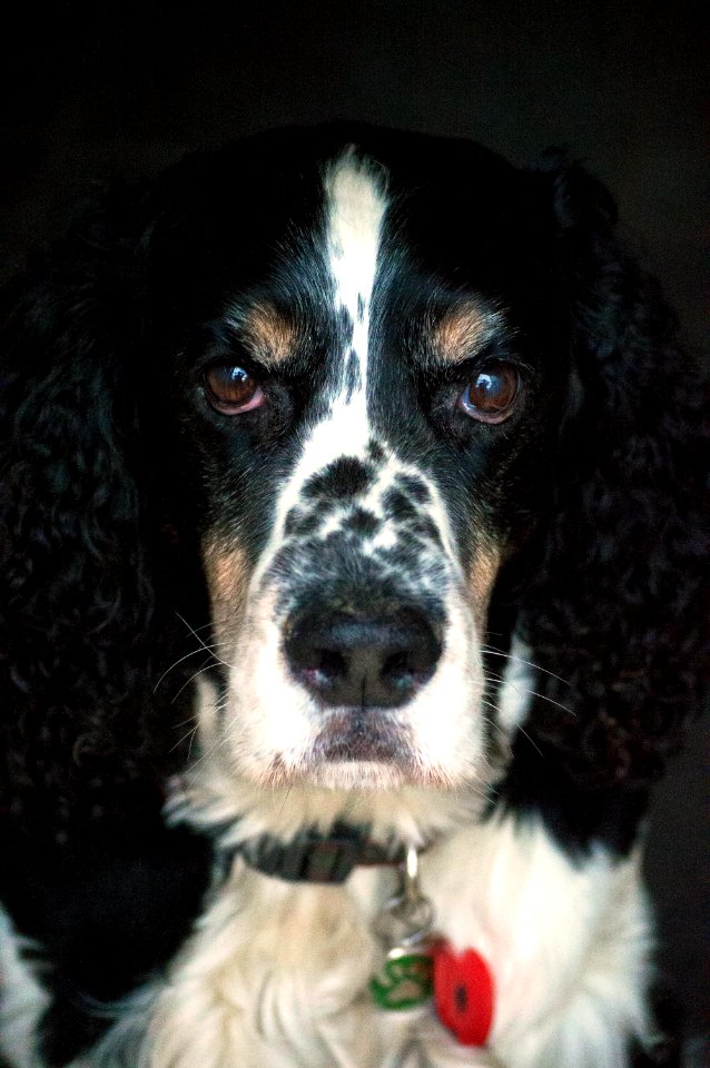 Gun dog, Show dog, Spaniel
