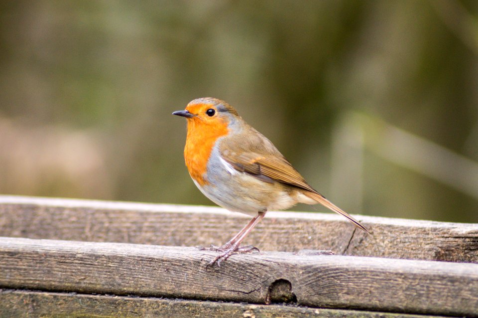 Humber bridge country park, Hessle, United kingdom