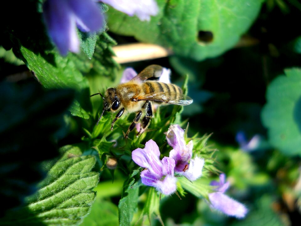 Flower flowers bee