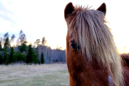Srfjrden, Sweden, Horse