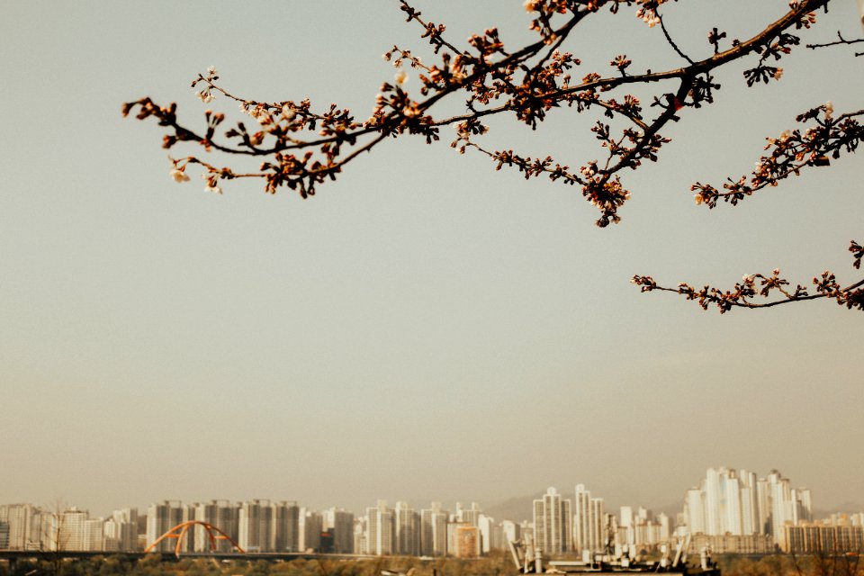 Seoul, South korea, Spring