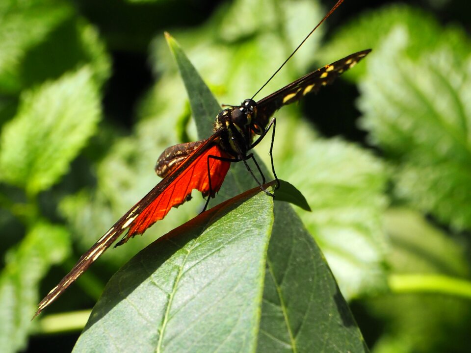 Insect nature animal