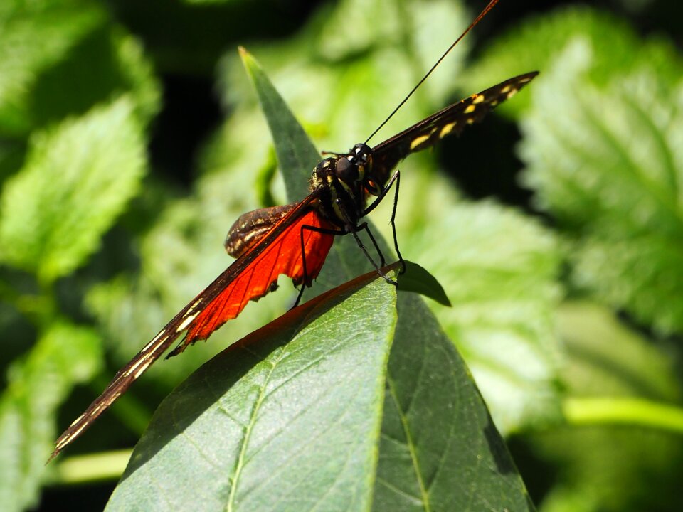 Insect nature animal photo