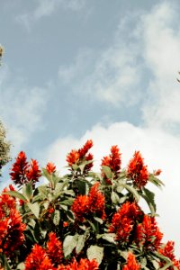 Ecuador, Nature, Floral