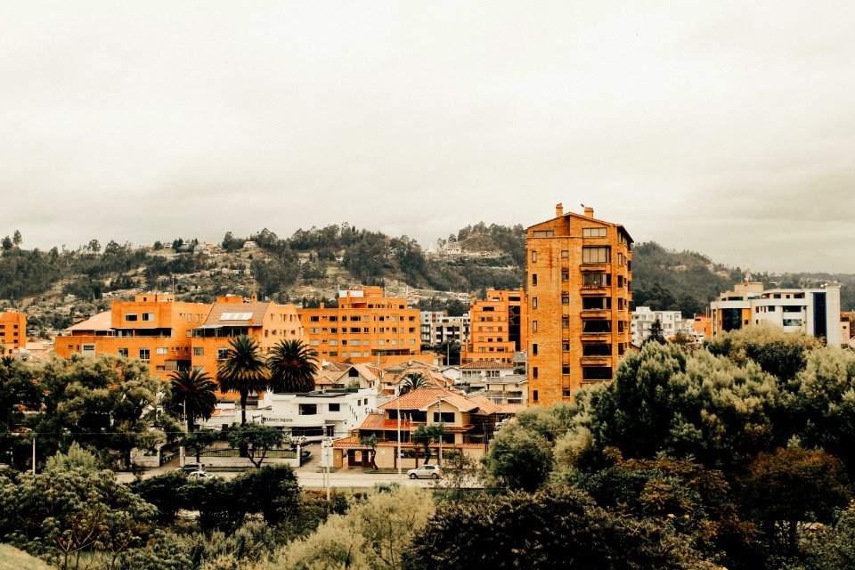 Cuenca, Ecuador, Palm trees