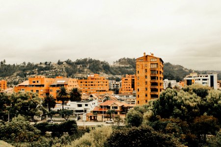 Cuenca, Ecuador, Palm trees photo