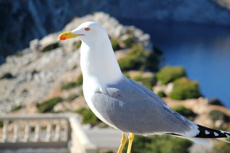 Seagull animals nature