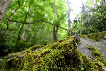 Great smoky mountains national park, United states, Trees