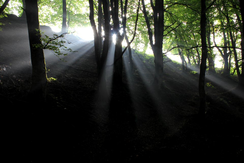 Trees, Lights, Forest