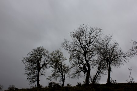 Nourabad, Iran, Trees