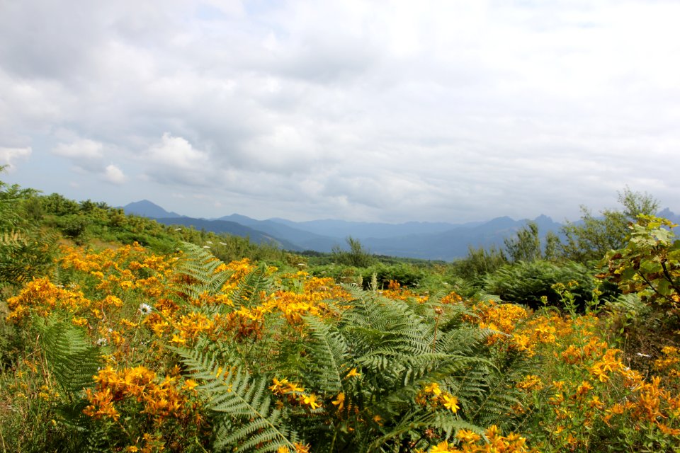 Mountain, Forest
