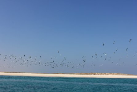 Isl, Gulf, Birds