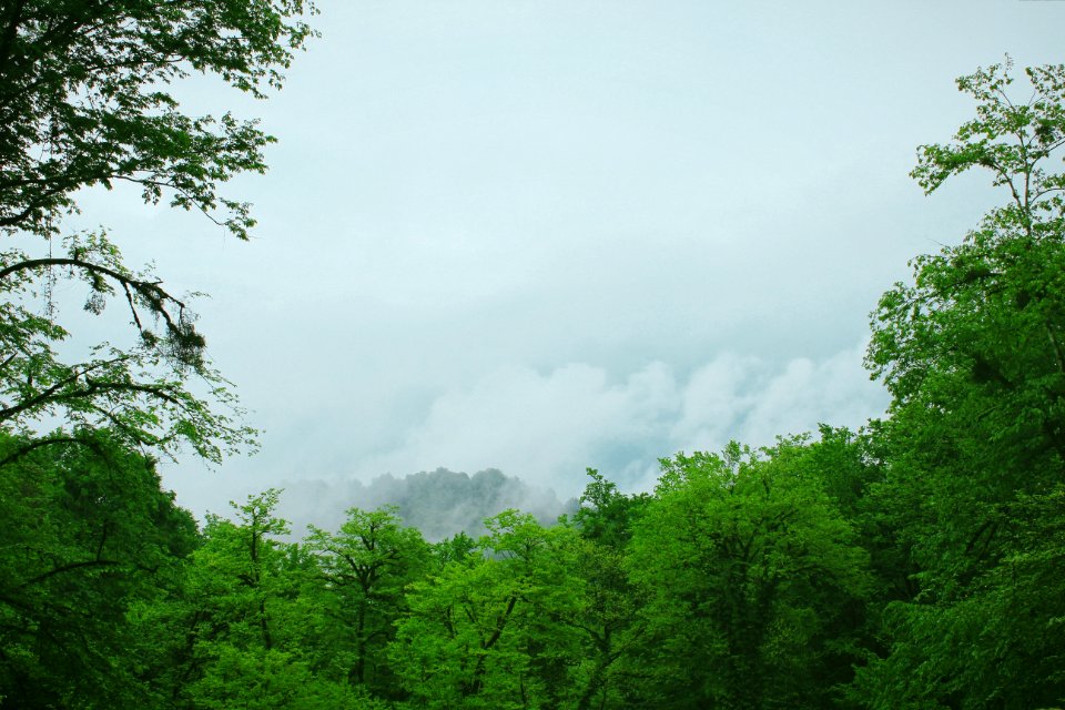 Cloudy, Fog, Green