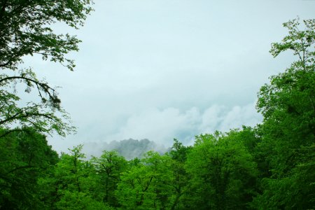 Cloudy, Fog, Green photo