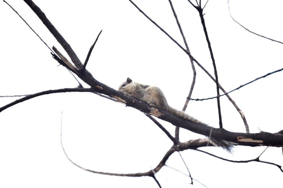 Sahibzada ajit singh nagar, India, Squirrel