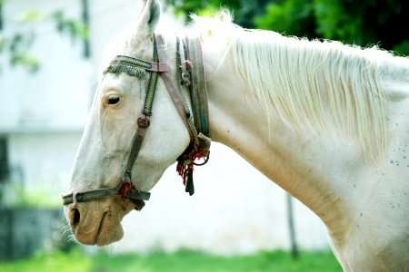 Sahibzada ajit singh nagar, India, White horse photo