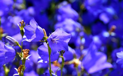 Nature blossom bloom photo