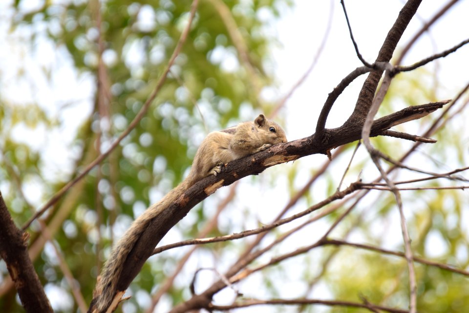 Sahibzada ajit singh nagar, India, Squirrel