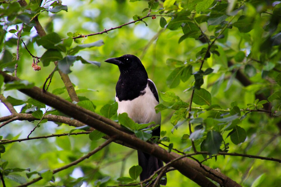 Animal black white