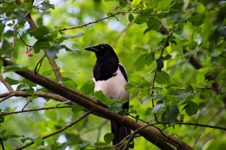 Animal black white