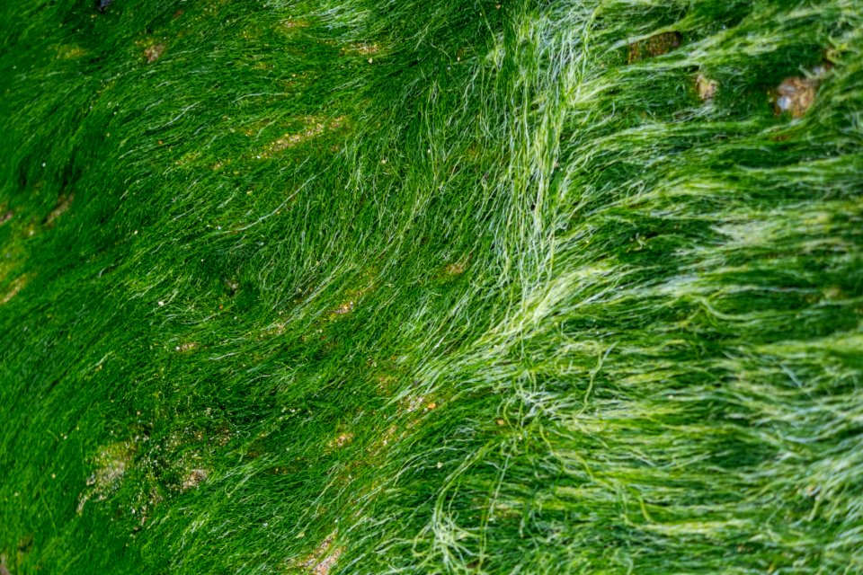 Seascape, Sea, Hairs