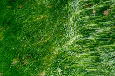 Seascape, Sea, Hairs
